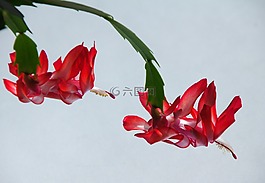 鲜花,红色,仙人掌