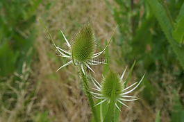 薊,綠色,水飛薊花
