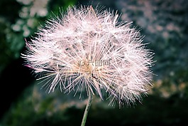 開花,植物,花瓣