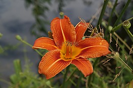 開花,橙,夏花