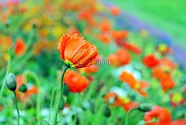 罌粟,開(kāi)花,顏色