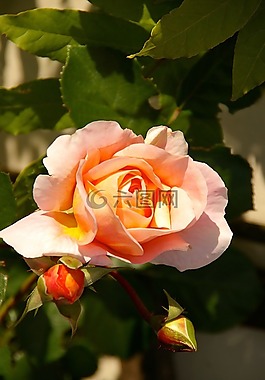 性質(zhì),玫瑰,花