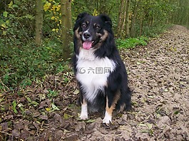 狗,澳大利亞牧羊犬,寵物