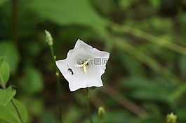 开花,weis,花