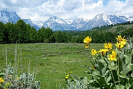 鮮花,黃色,山谷