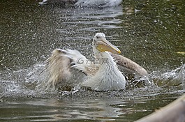 鳥,佩利坎,動物