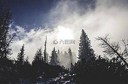 森林,霧,薄霧