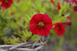 開(kāi)花,紅色,朵紅色的花