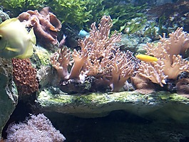 水族館,西班牙,熱帶