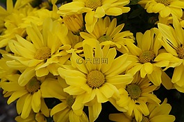 鮮花,黃色,開花