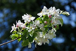蘋果花,白,蘋果樹