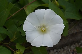 开花,weis,花