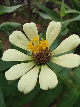 花,綠色,花園