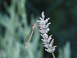 蜻蜓,廠,昆蟲