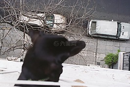 動物,狗,好奇