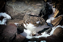 ptarmigan,鳥,蒙大拿州