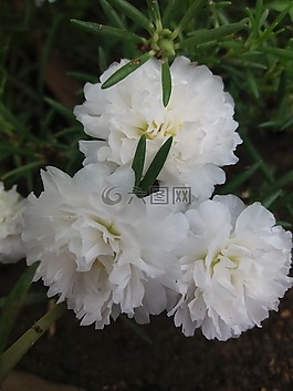 花,美麗,白