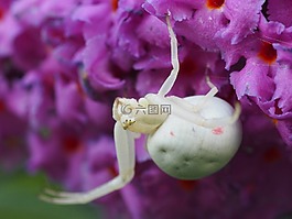 dorsata,蜘蛛,夏季紫丁香
