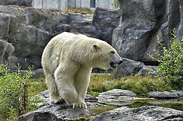 白熊,動物園,北極熊