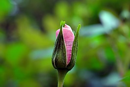 玫瑰,粉紅色,花園