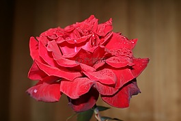 玫瑰,花,花園