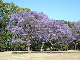 樹(shù),花,公園