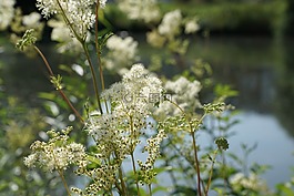 多瑙河,河,植物