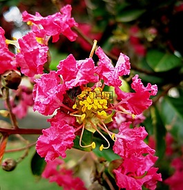 印度的驕傲,鮮花,花