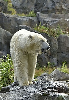 白熊,動(dòng)物園,北極熊