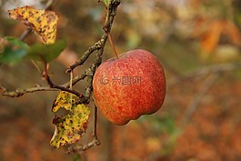 性質(zhì),水果,蘋(píng)果