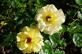 玫瑰,黃色,花