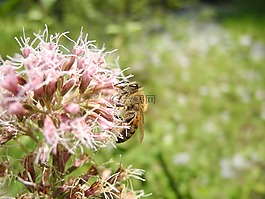 蜜蜂,動物,牧草