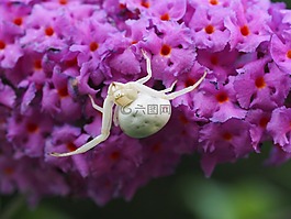 dorsata,蜘蛛,夏季紫丁香