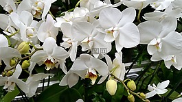 蘭花,花,白