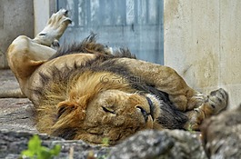 獅子,男性,貓