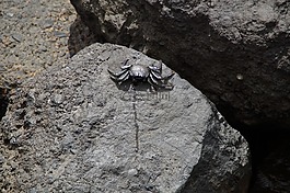 癌癥,海洋生物,石