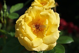 玫瑰,黃色,花