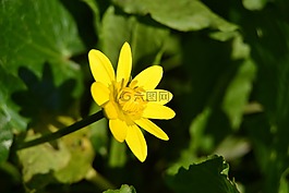 毛茛,花,黃色