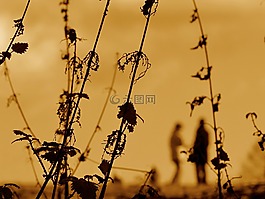 蕁麻,雜草,日落