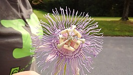 激情花,紫色,美