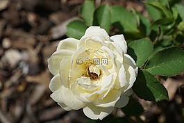 玫瑰,黃色,花