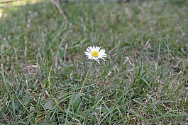 鵝花,花,草地