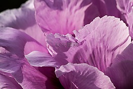 牡丹,花,性質(zhì)