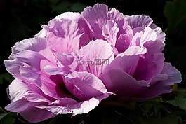 牡丹,花,性質(zhì)