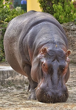 河馬,動(dòng)物園,哺乳動(dòng)物
