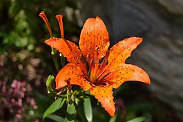 花,橙色,夏季