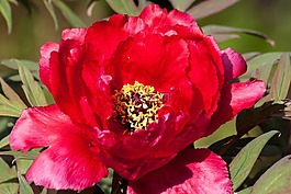 牡丹,花,性質(zhì)