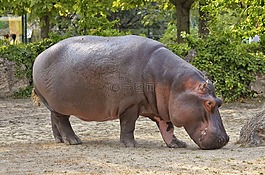 河馬,動物園,哺乳動物