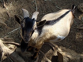 山羊,biquette,動物園
