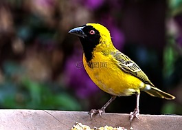 黃色雀,鳥,花園